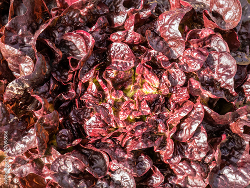 Macro and overhead view of a lettuce Lactuca sativa Oak leaf Chicorium intybus with large garnet leaves photo