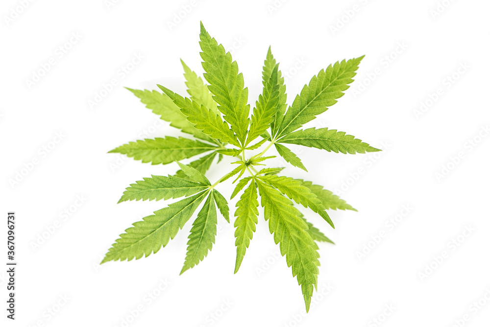 Hemp leaves white background Cannabis Marijuana Hemp leaves white background Cannabis Marijuana