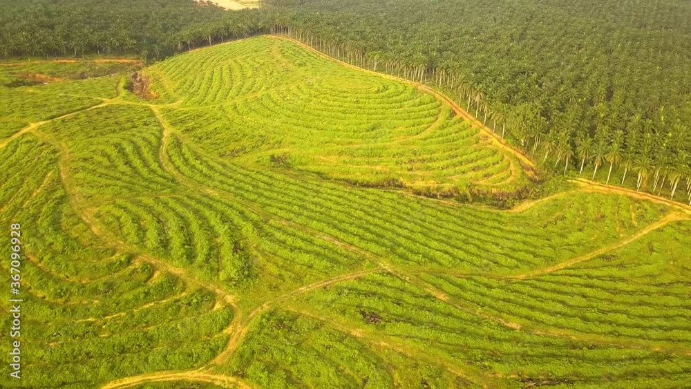 Aerial shot of Palm Tree deforestation Johor Bahru Malaysia Aerial shot of Palm Tree deforestation Johor Bahru Malaysia