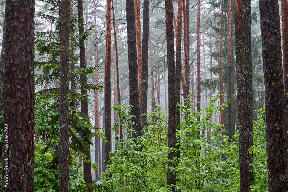 Obraz premium Forest in the morning full of fog