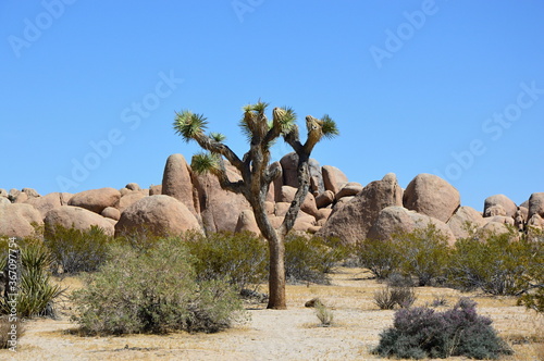 Joshua Tree National Park, Kalifornien photo