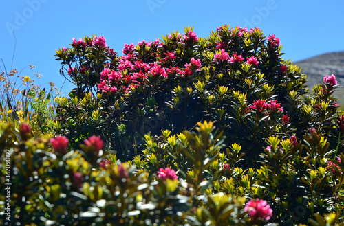 Beautiful blooming rhododendron in a mountain field in Aosta Valley, Italy