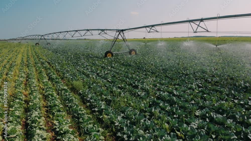 agriculture irrigation of farm field. automatic artificial irrigation of the field for good harvest. smart agriculture eco farming concept artificial intelligence. agricultural irrigation land farm