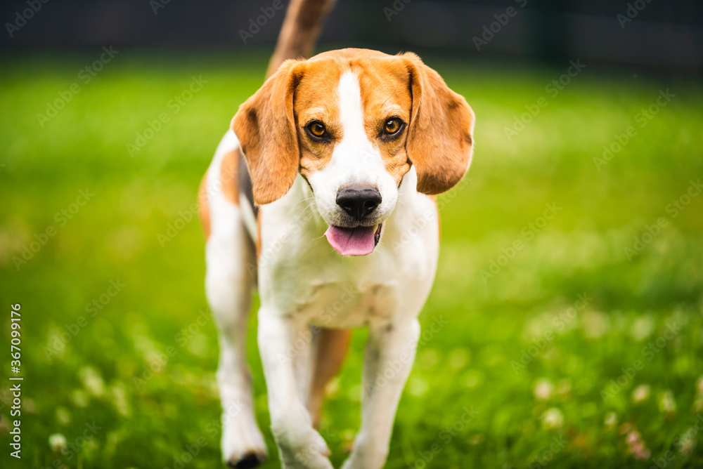 Dog runs towards camera. Active training with beagle dog.