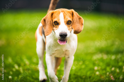 Dog runs towards camera. Active training with beagle dog.