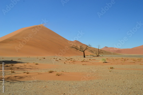 The red sand dunes of Sossusvlei in the Namib Desert  Namibia