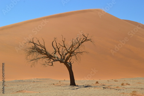 The red sand dunes of Sossusvlei in the Namib Desert, Namibia © ChrisOvergaard