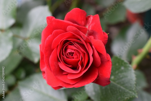 red rose in garden