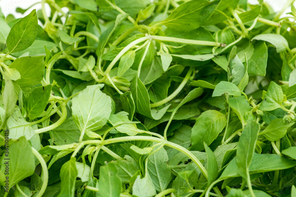 Chinese spice with fresh Herba schizonepeta
