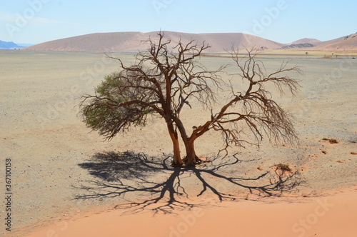 Fototapeta Naklejka Na Ścianę i Meble -  The red sand dunes of Sossusvlei in the Namib Desert, Namibia