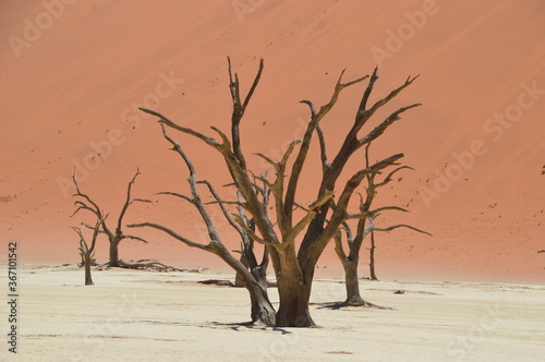 The red sand dunes of the Namib Desert around Sossusvlei, Namibia © ChrisOvergaard