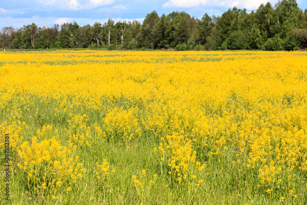 Fototapeta premium spring landscape of rape in full bloom,rapeseed flowers were yellowing the fields