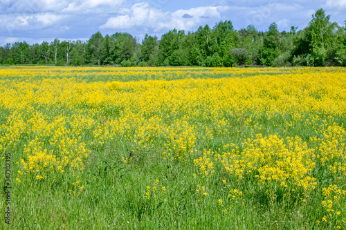 spring landscape of rape in full bloom,rapeseed flowers were yellowing the fields