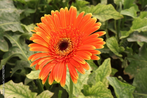 orange dahlia flower
