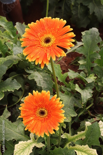 orange dahlia flower