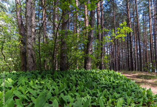 Natural background. Green forest.