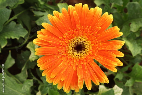orange dahlia flower