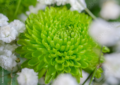 Close up of beautiful green Chrysanthemums   mums or chrysanths flower in bouquet. Fresh floral background for card  design  gift.