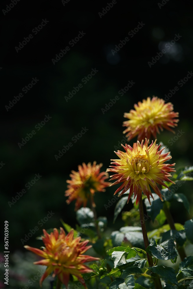 Streaked, Cream and Purple Flower of Dahlia in Full Bloom
Streaked, Cream and Purple Flower of Dahlia in Full Bloom