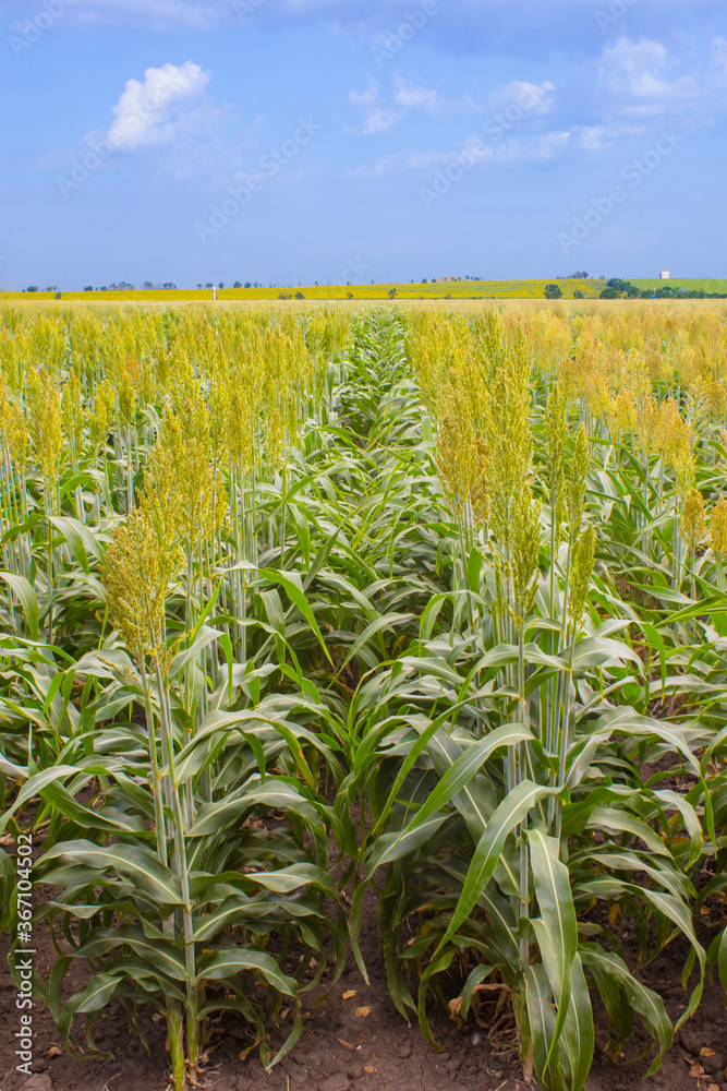 Sorghum cultivation for biomass production Sorghum cultivation for biomass production