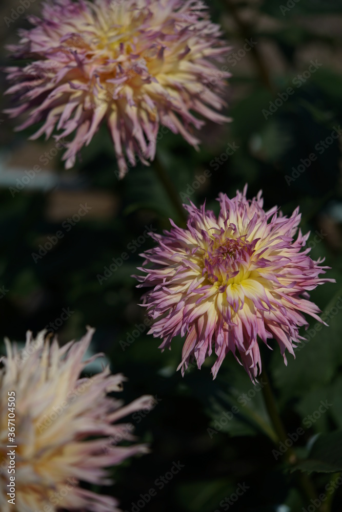 Light Purple Flower of Dahlia in Full Bloom
Light Purple Flower of Dahlia in Full Bloom