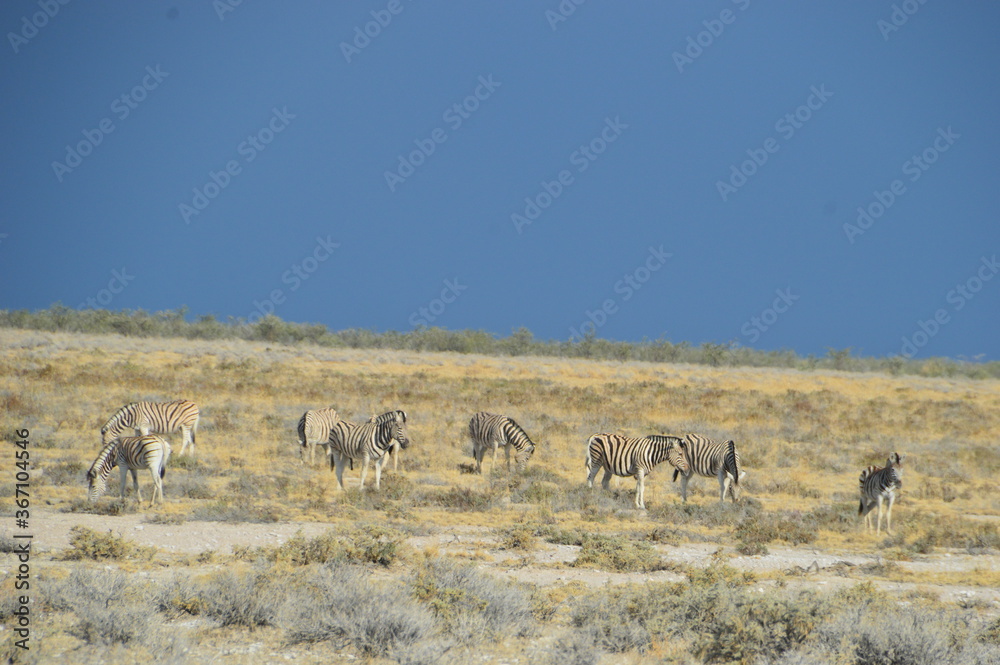 Fototapeta premium A herd of African Zebras with their foals in Etosha National Park, Namibia