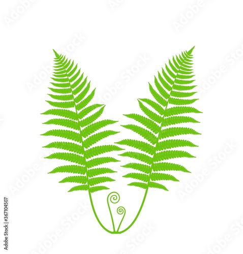 Fern silhouette. Isolated fern on white background