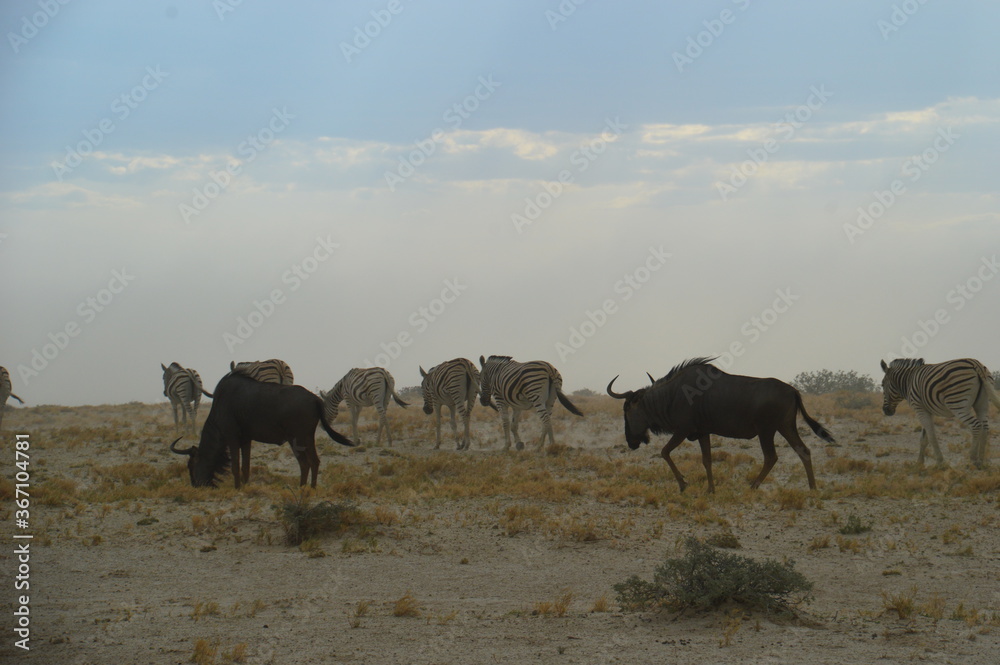 Fototapeta premium A herd of African Zebras with their foals in Etosha National Park, Namibia