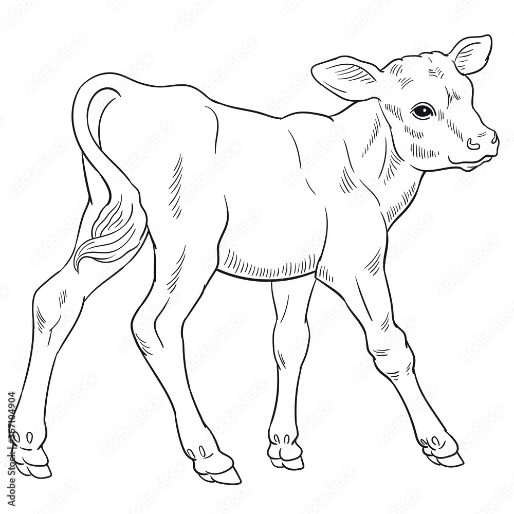 Hand drawn vector of calf isolated on white background for coloring ...