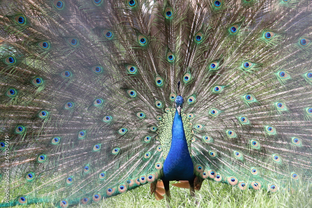 Obraz premium peacock with feathers out