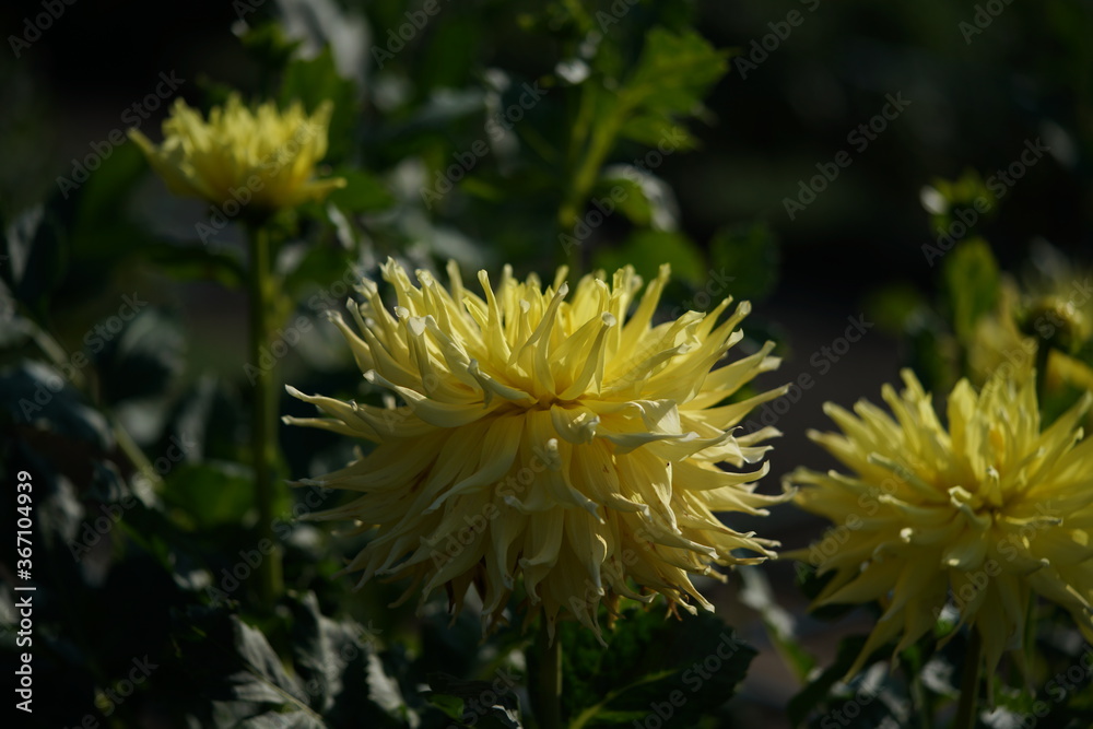 Yellow Flower of Dahlia in Full Bloom
Yellow Flower of Dahlia in Full Bloom