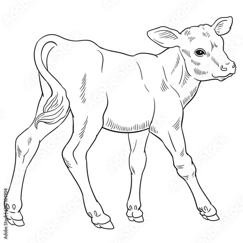 Hand drawn vector of calf isolated on white background for coloring page. Black and white  stock illustration of baby cow for coloring book.