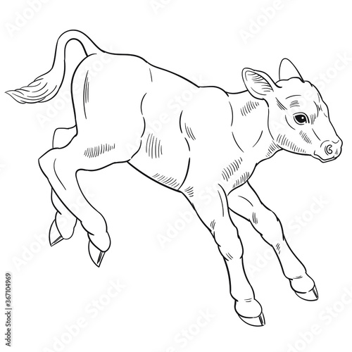 Hand drawn vector of calf isolated on white background for coloring page. Black and white  stock illustration of baby cow for coloring book.