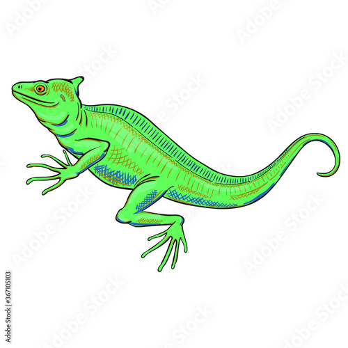 Hand drawn vector of basilisk isolated on white background. Stock illustration of colorful lizard.