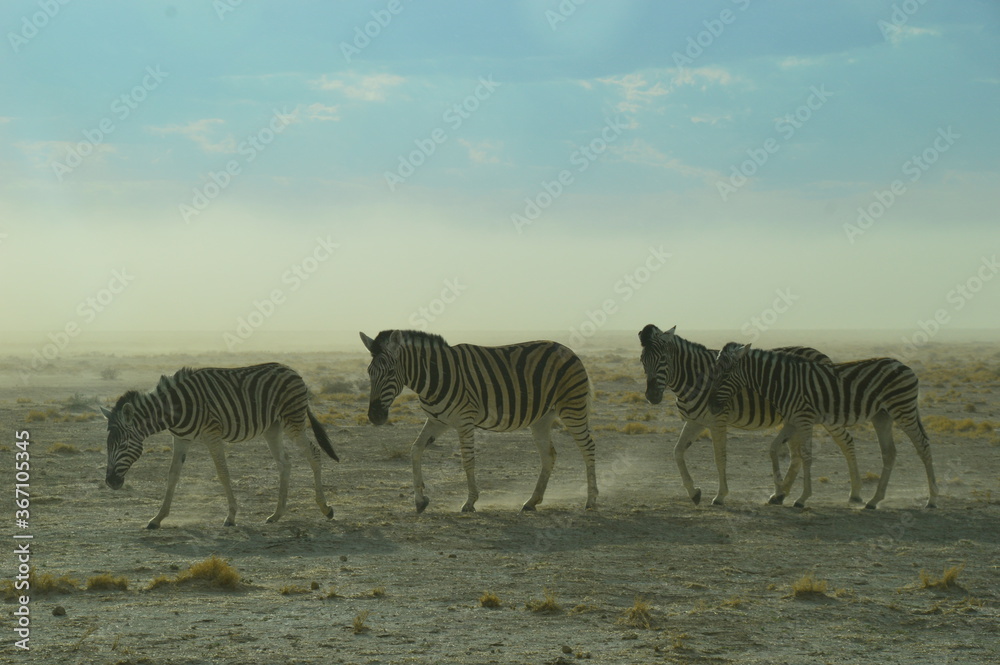 Naklejka premium A herd of African Zebras with their foals in Etosha National Park, Namibia