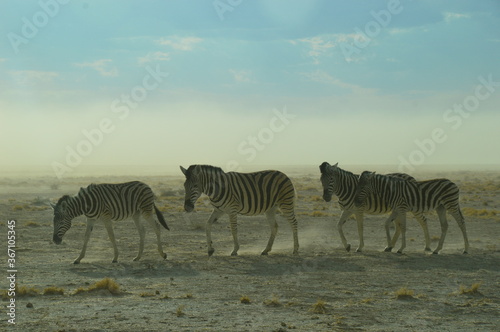 A herd of African Zebras with their foals in Etosha National Park  Namibia