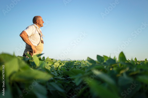 Senior hardworking farmer agronomist in soybean field looking in the distance. Organic food production and cultivation.