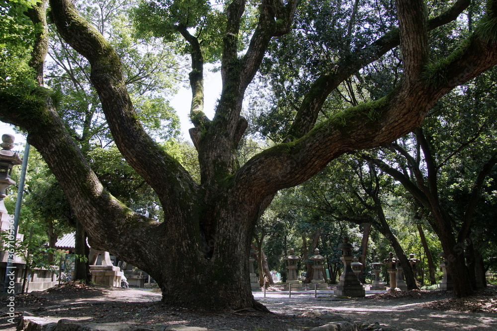 Obraz premium 大阪 住吉神社