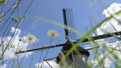 Common yarrow (Achillea millefolium) in front of a Dutch wind mill (Groeneveldse Molen, Schipluiden, The Netherlands) in a meadow during summer photo