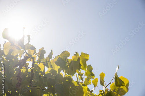 Folhas verdes em céu azul