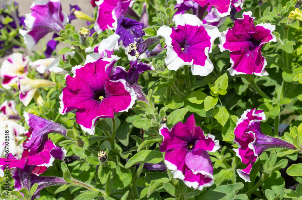 purple flowers in the garden purple flowers in the garden