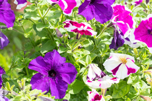 purple and yellow flowers