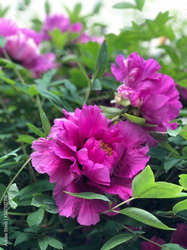 large bushes of peonies with violet flowers