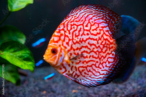 Closeup of a checkerboard red tropical Symphysodon discus fish.