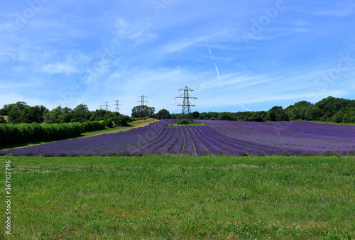 Rows of beautiful Lavender bushes in the North Downs of the Kent countryside photo