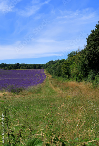 A View  of the Lavender Fields in the North Downs countryside