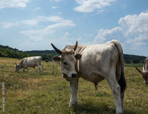 Fototapeta Naklejka Na Ścianę i Meble -  A cattle graze in the field in summer