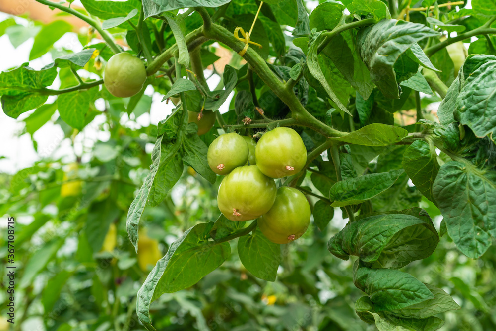 Small green tomatoes on the branches of bushes close-up, macro