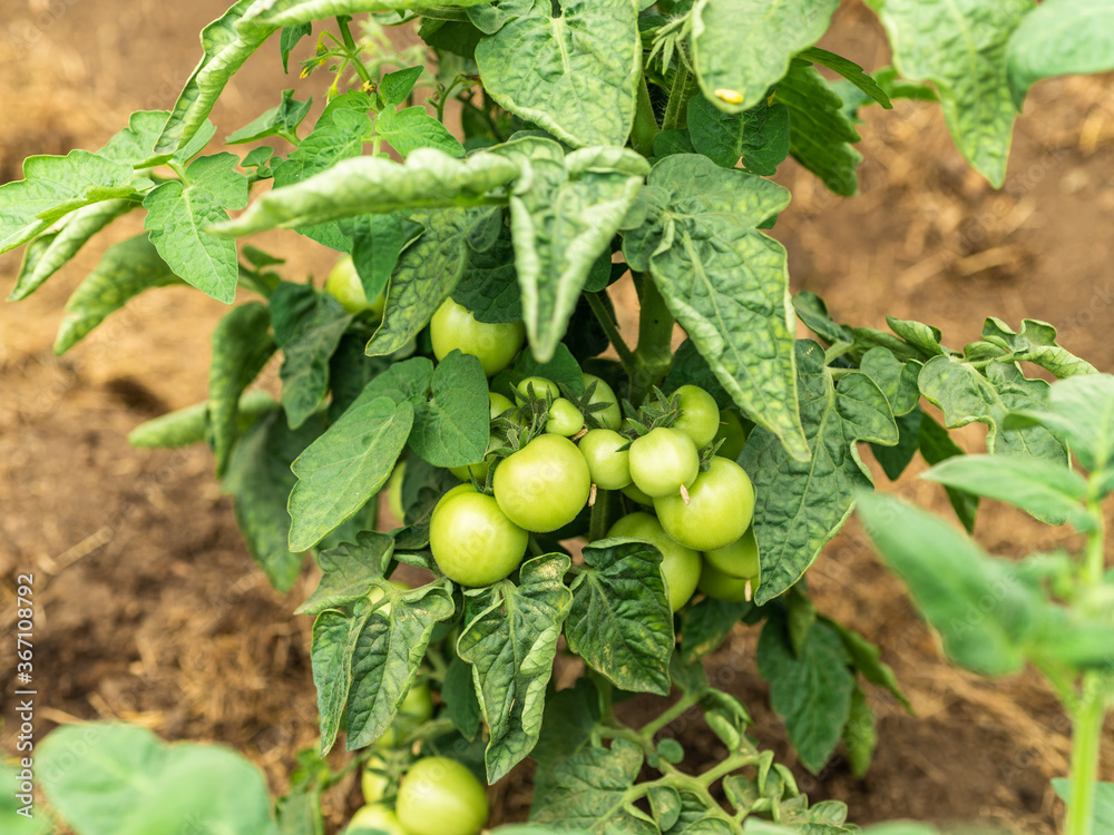 Fototapeta premium Growing tomatoes - small green tomatoes ripen on bush branches
