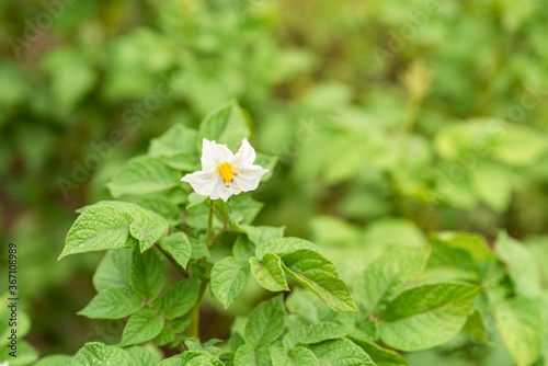 Growing potatoes - branches of growing potatoes with flowers, close-up, macro